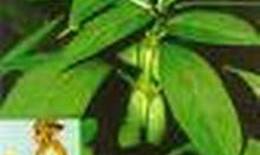 10 bài thuốc trị sốt rét từ thường sơn