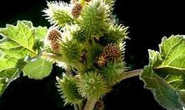 Ké đầu ngựa - Thuốc chữa bệnh ngoài da