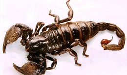 Bọ cạp trị trúng phong