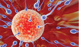 Kháng thể kháng tinh trùng trong miễn dịch sinh sản nam giới