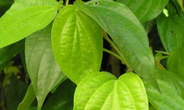 Thuốc nam trị giun kim
