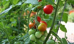 Cà chua - Thực phẩm chữa bệnh
