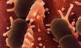 Nhiễm vi khuẩn E.Coli tại châu Âu: E.Coli biến thể và kháng thuốc