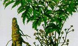 Rễ đinh lăng tăng lực, chống độc