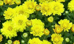 Hoa cúc thanh nhiệt, giáng hỏa