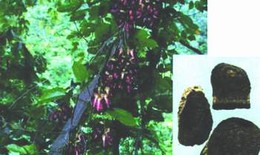 Huyết rồng bổ khí