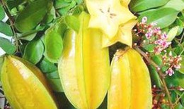 Khế chua tiêu viêm, lợi tiểu