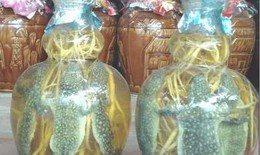 Rượu thuốc khiến chàng thêm “cứng cáp”