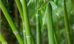 Lá tre - Vị thuốc giải cảm, trị mụn nhọt