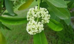 Cây hoa sữa làm thuốc