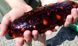 Hải sâm, món ăn bài thuốc bồi bổ cơ thể