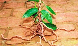 Cây ba kích - dược liệu quý