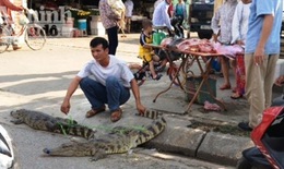 Mang cá sấu sống bày bán ngay cổng chợ