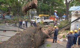 Cây cổ thụ bật gốc kéo đổ cột điện, đè nhà dân