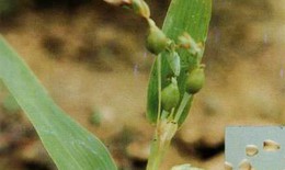 Phương thuốc chữa suy dinh dưỡng trẻ em