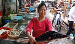 Vì sao cá tầm Trung Quốc rẻ bèo?