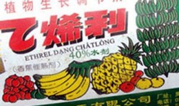 Ép chín trái cây non bằng thuốc “đánh lừa” người tiêu dùng