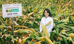 "Siêu thảo dược" đánh thức giá trị cây thuốc Việt