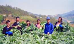 Giải pháp kiểm soát men gan hiệu quả từ dược liệu của người H’Mông