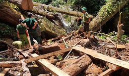 Khởi tố vụ án hình sự phá rừng tự nhiên tại Nghệ An