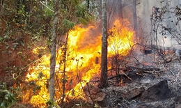 Nghệ An lại tiếp tục có cháy rừng