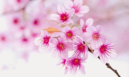 Bài thuốc dưỡng nhan cho làn da trắng sáng