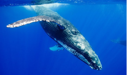 Bảo tồn cá voi ở Nam Đại Tây Dương gặp trở ngại