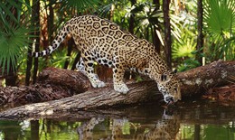 Top khu bảo tồn động vật hoang d&#227; thế giới