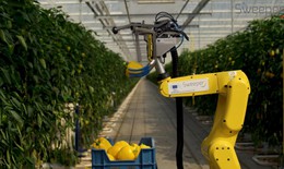Robot thu hoạch ớt chuông