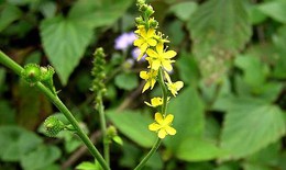 Long nha thảo trị xuất huyết, suy nhược cơ thể