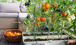 Anh quốc: Những khu vườn tự trồng tại nhà giữa đại dịch COVID-19