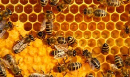 Tác dụng diệu kỳ của mật ong