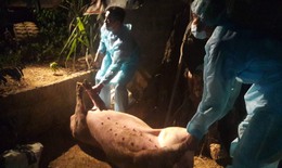 Quảng Bình: Xuất hiện ổ dịch tả lợn châu Phi đầu tiên