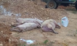 Quảng Bình: Dịch tả lợn châu Phi lan rộng