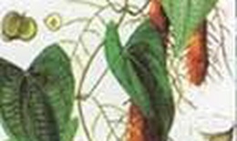 Bài thuốc trị nhức đầu do thận khí suy tổn