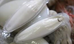 Mai mực: giảm đau, cầm máu