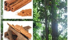 Bài thuốc chữa bệnh hàn cước khí