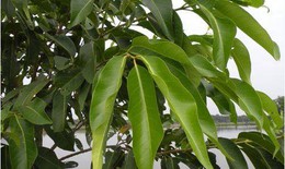 Vối: thanh nhiệt, mát huyết