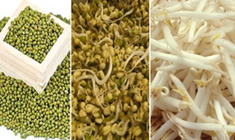 Bài thuốc từ giá đỗ