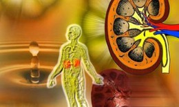 Bệnh thận mạn tính, do đâu?