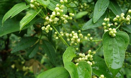 Tỳ giải - lợi tiểu, trừ mụn nhọt