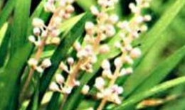 Mạch môn: chống viêm, hạ đường huyết
