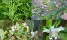 Cam thảo nam giải độc, lợi tiểu