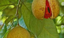 Nhục đậu khấu trị đầy bụng, tiêu chảy