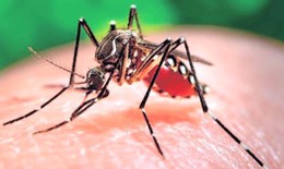 Gia tăng ca bệnh do Zika: Không hoang mang, nhưng cũng chớ chủ quan