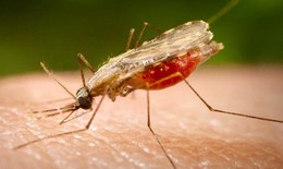 Các loài muỗi truyền bệnh sốt rét chủ yếu ở nước ta