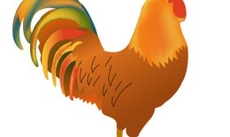 Từ chuyện gà đến dự báo bệnh tật năm Đinh Dậu