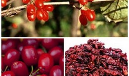 Bài thuốc chữa chóng mặt ù tai
