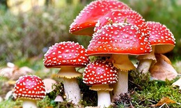 Ðề phòng và xử trí ngộ độc nấm