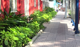 Ngôi sao không cô đơn